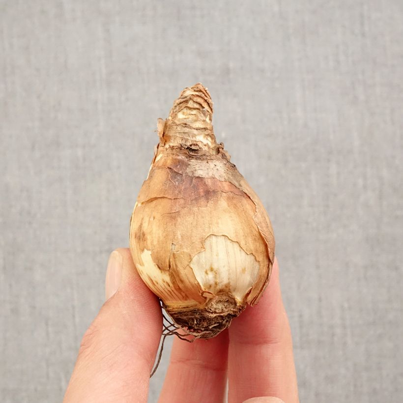 Narcissus Double Gold Medal Bulb size 14/16 sample as delivered in autumn