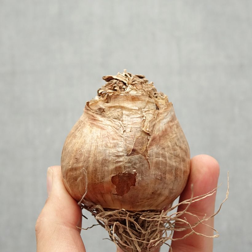 Narcissus Golden Ducat Bulb size 16+ sample as delivered in autumn