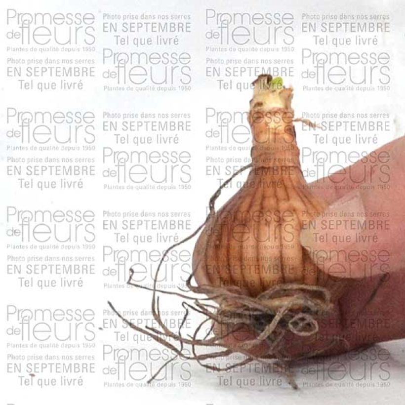 Example of Narcissus Golden Echo - Daffodil Bulb size 10+ specimen as delivered
