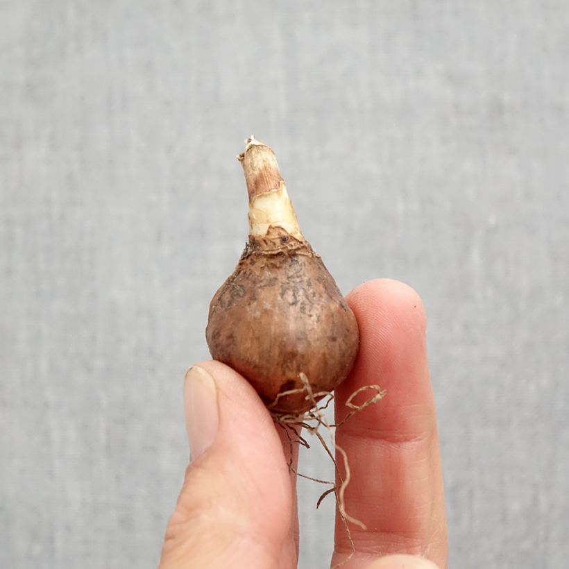 Narcissus Golden Echo - Daffodil Bulb size 10+ sample as delivered in autumn