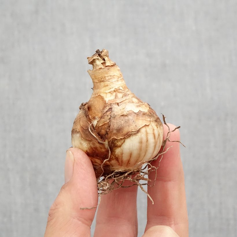 Narcissus Heamoor Bulb size 12 sample as delivered in autumn