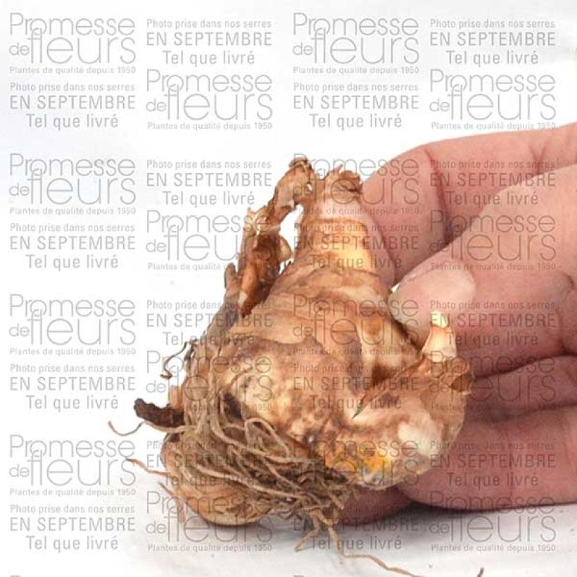 Example of Narcissus Ice King - Daffodil Bulb size 12+ specimen as delivered