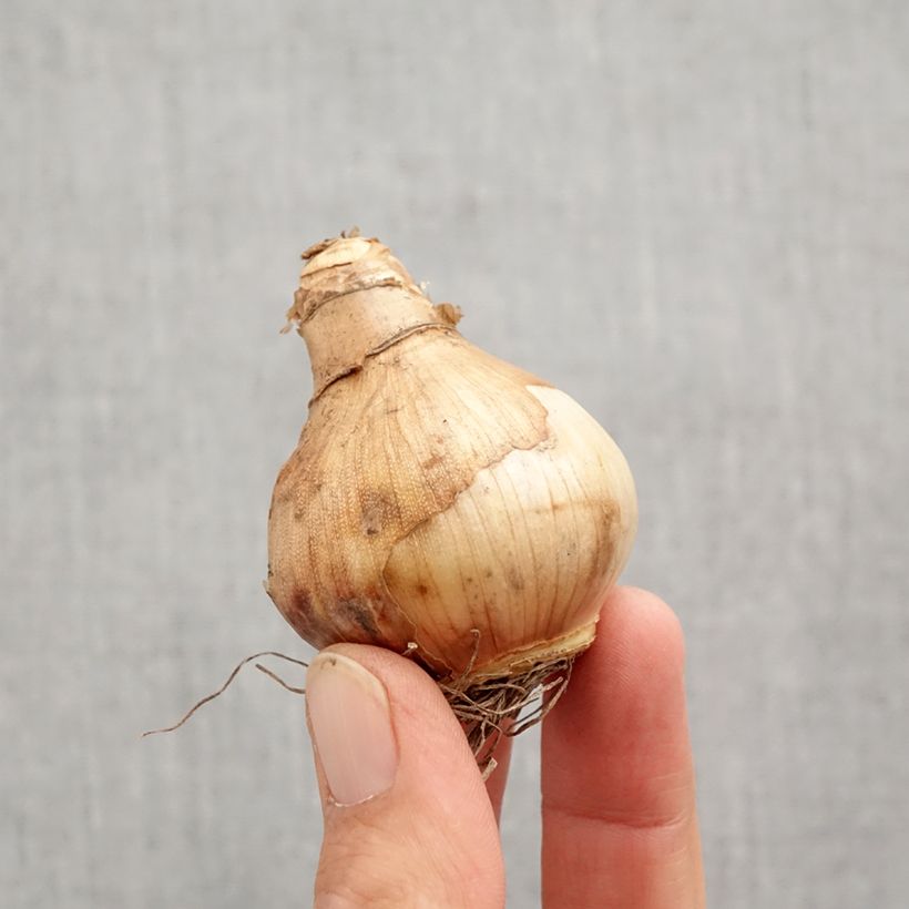 Narcissus Ice King - Daffodil Bulb size 12+ sample as delivered in autumn