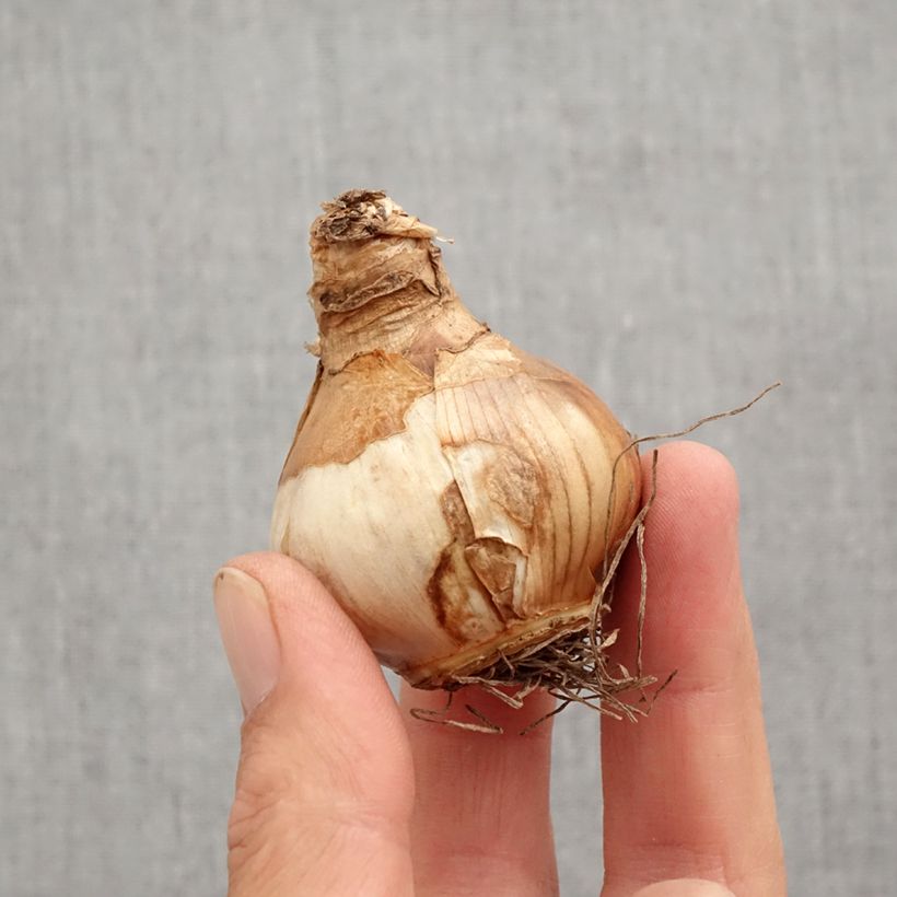 Narcissus Irene Copeland Bulb size 12+ sample as delivered in autumn