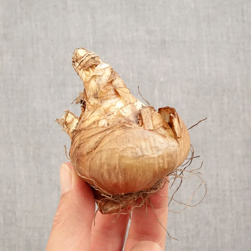 Narcissus Jamestown Bulb size 14+ sample as delivered in autumn