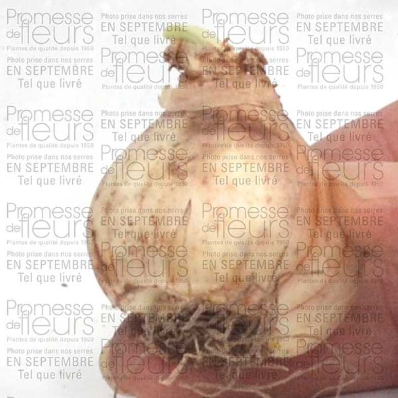 Example of Narcissus Jet Fire Bulb size 12+ specimen as delivered