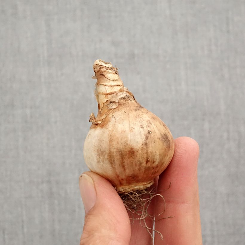 Narcissus triandrus Lemon Drops Bulb size 12+ sample as delivered in autumn