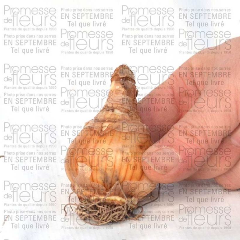 Example of Narcissus Loveday Bulb size 12+ specimen as delivered