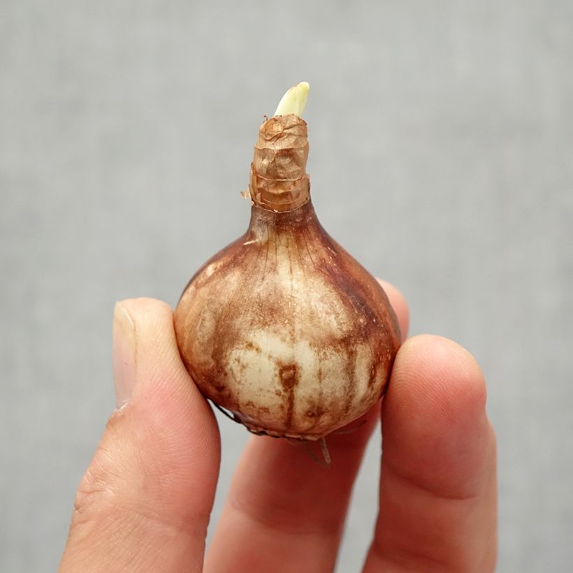 Narcissus x jonquilla Martinette Bulb size 12+ sample as delivered in autumn