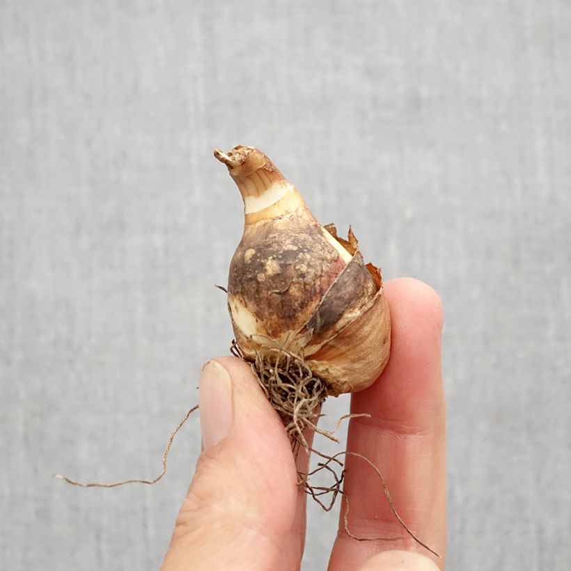 Narcissus Sailboat Bulb size 10+ sample as delivered in autumn