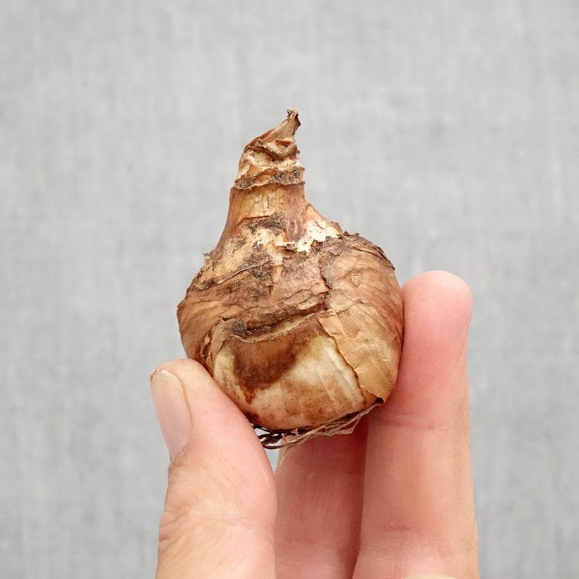 Narcissus Misty Glen Bulb size 12 sample as delivered in autumn