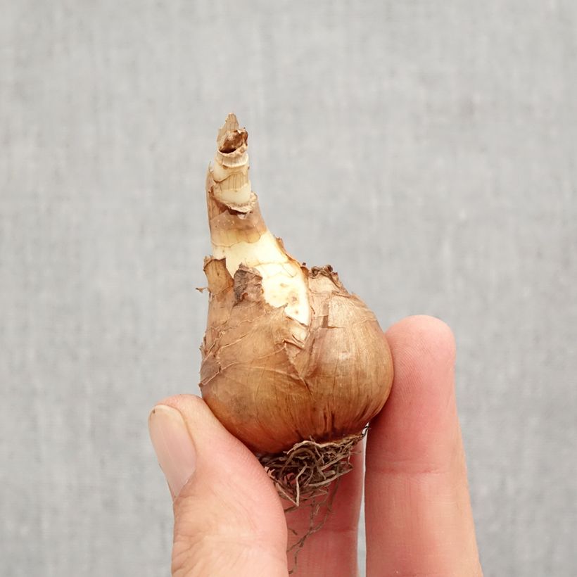 Narcissus Mondragon Bulb size 12+ sample as delivered in autumn