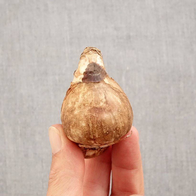 Narcissus Mount Hood Bulb size 14/16 sample as delivered in autumn