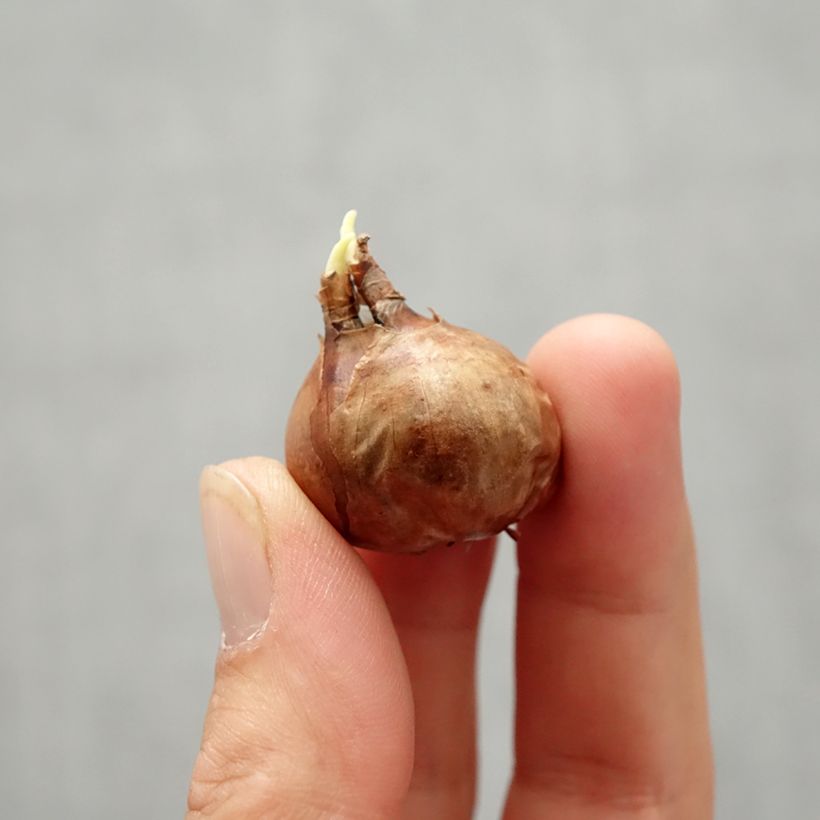Narcissus New Baby Bulb size 8+ sample as delivered in autumn