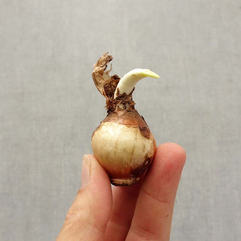 Narcissus Nir Bulb size 13+ sample as delivered in autumn