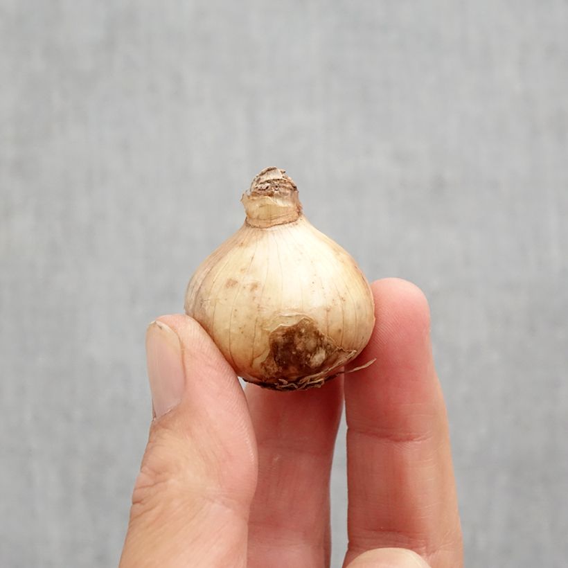 Narcissus Rugulosus Flore Pleno Bulb size 10 sample as delivered in autumn