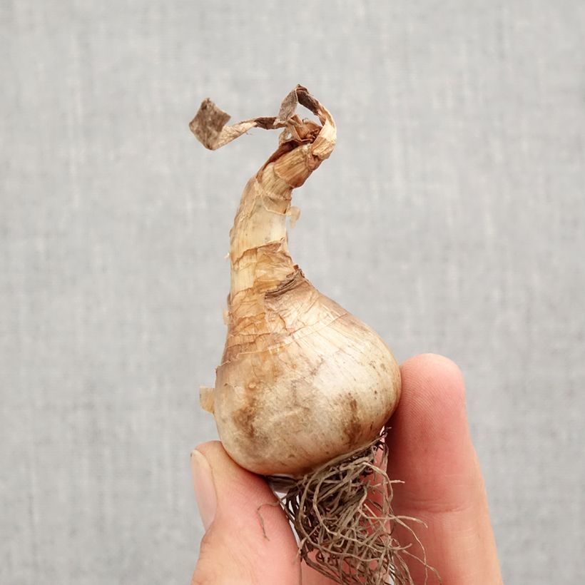 Narcissus Apricot Whirl Bulb size 12+ sample as delivered in autumn