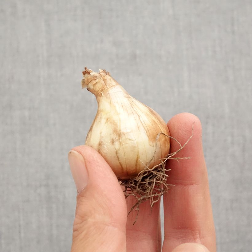 Narcissus Shrike - Daffodil Bulb size 12+ sample as delivered in autumn