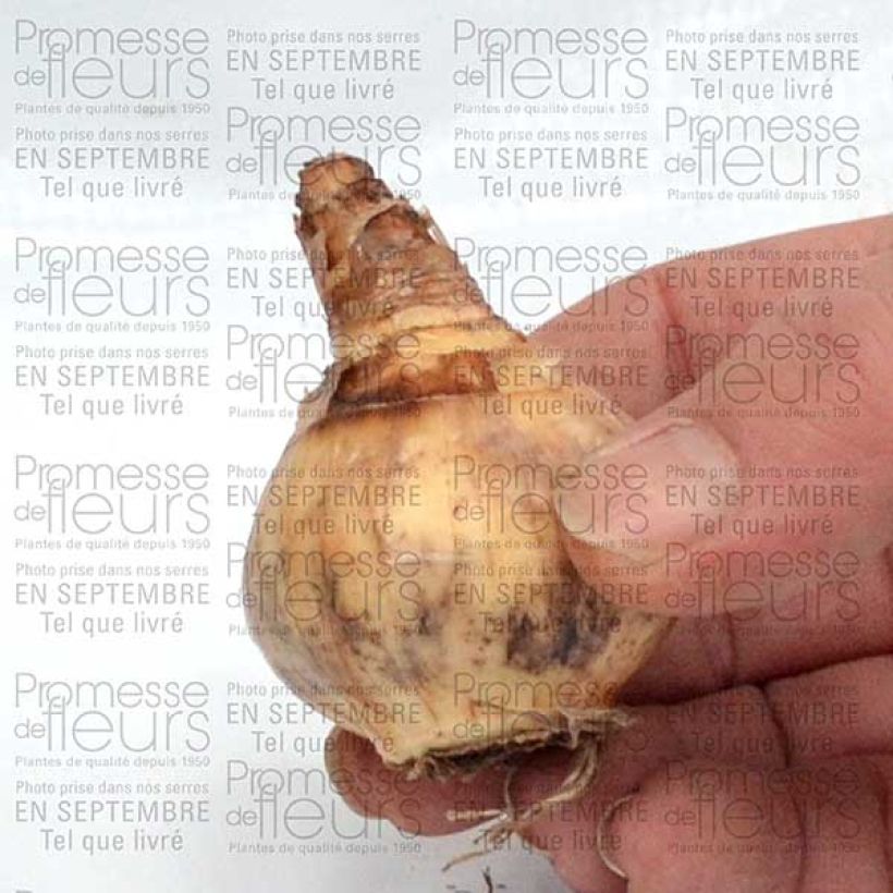 Example of Narcissus Parabole Bulb size 12+ specimen as delivered