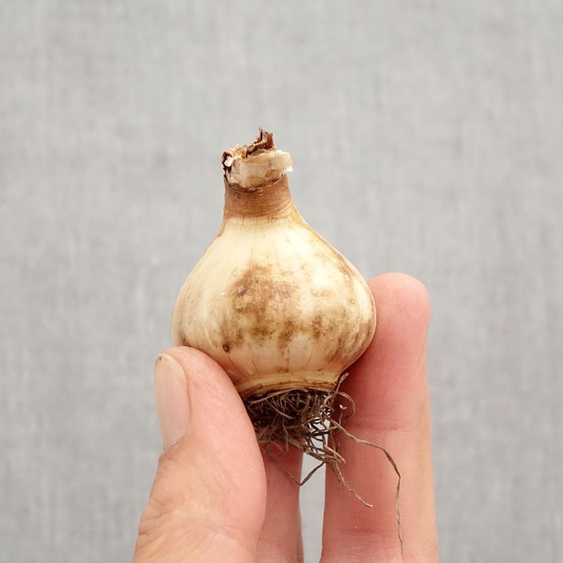 Narcissus Parabole Bulb size 12+ sample as delivered in autumn