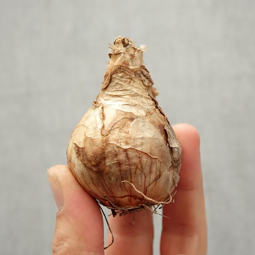 Narcissus Peach Cobbler Bulb size 12/14 sample as delivered in autumn