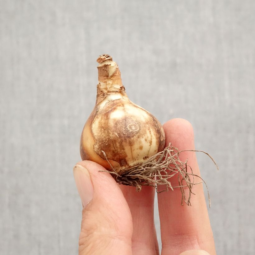 Narcissus Petit Four Bulb size 12+ sample as delivered in autumn