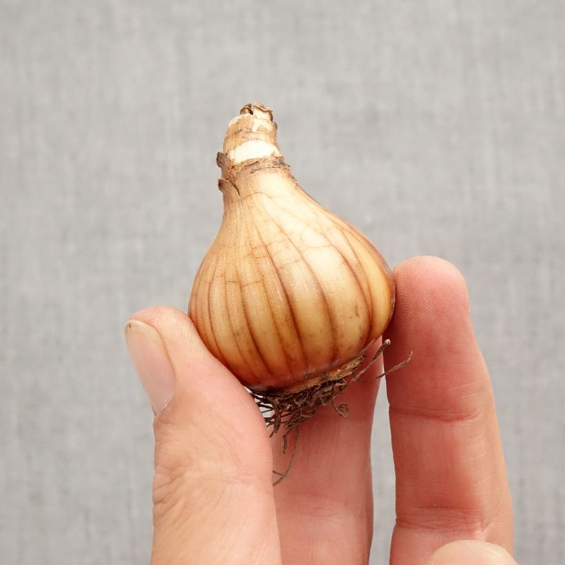 Narcissus Pink Charm - Daffodil Bulb size 12+ sample as delivered in autumn