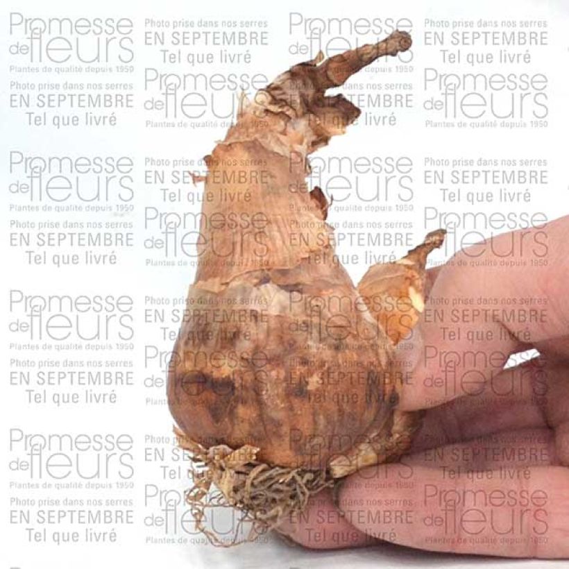 Example of Narcissus Pink Pride Bulb size 12+ specimen as delivered