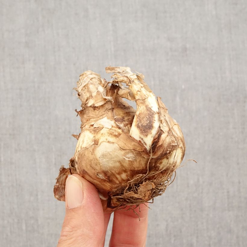 Narcissus Pipers End - Daffodil Bulb size 14+ sample as delivered in autumn