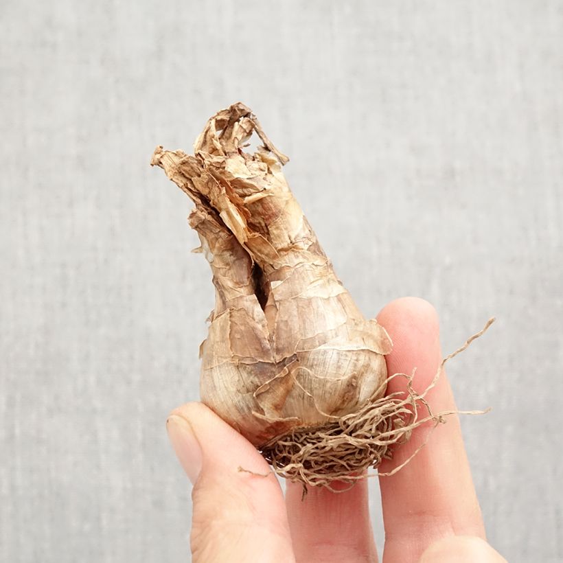 Narcissus poeticus Actaea Bulb size 12+ sample as delivered in autumn