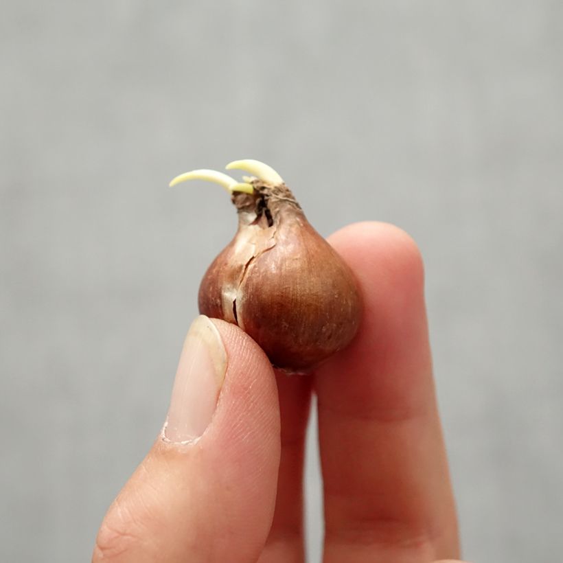 Narcissus pseudonarcissus  Bulb size 8+ sample as delivered in autumn