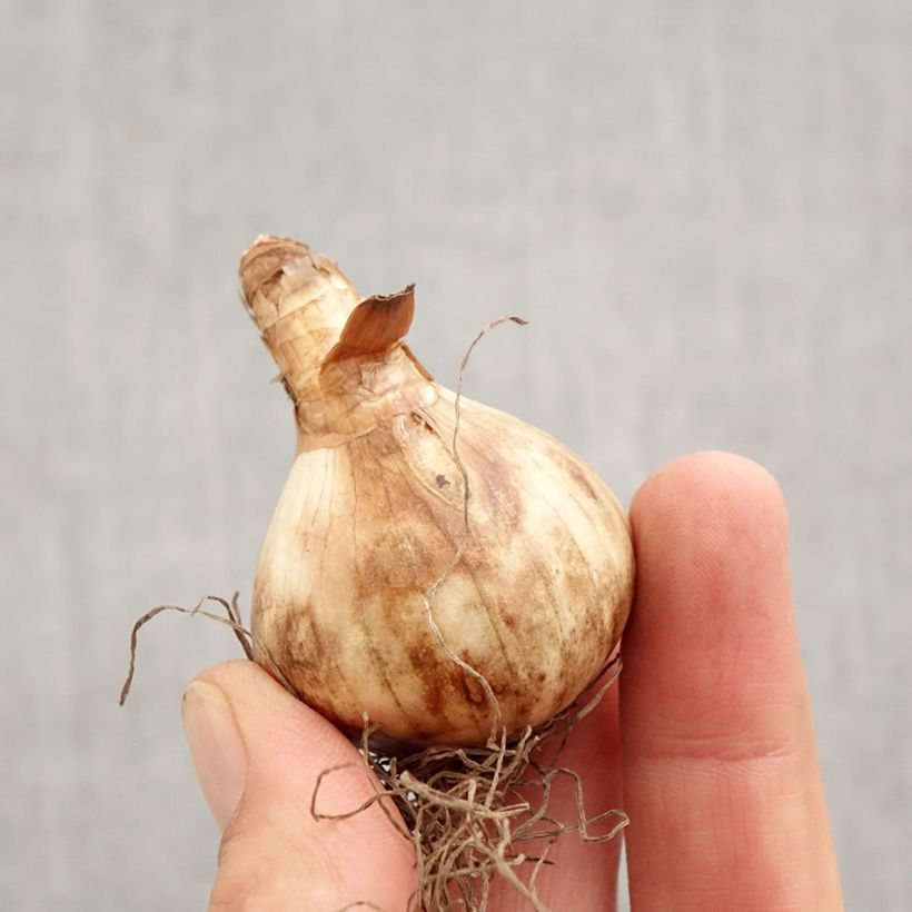 Narcissus pseudonarcissus obvallaris Bulb size 12+ sample as delivered in autumn