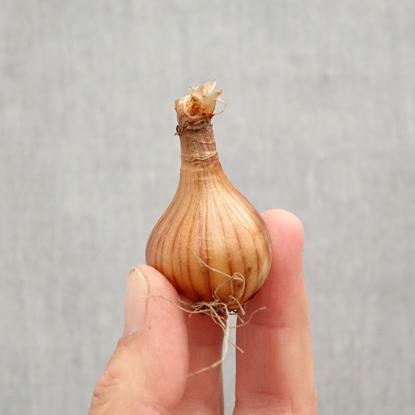 Narcissus cyclamineus Reggae Bulb size 10+ sample as delivered in autumn