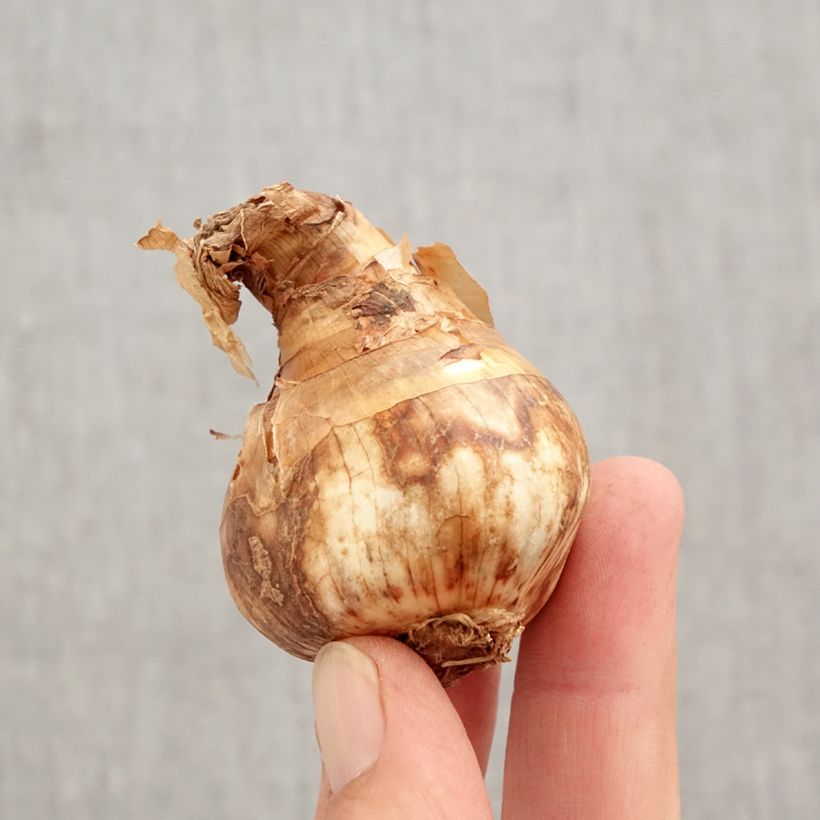 Narcissus Replete - Daffodil Bulb size 14/16 sample as delivered in autumn