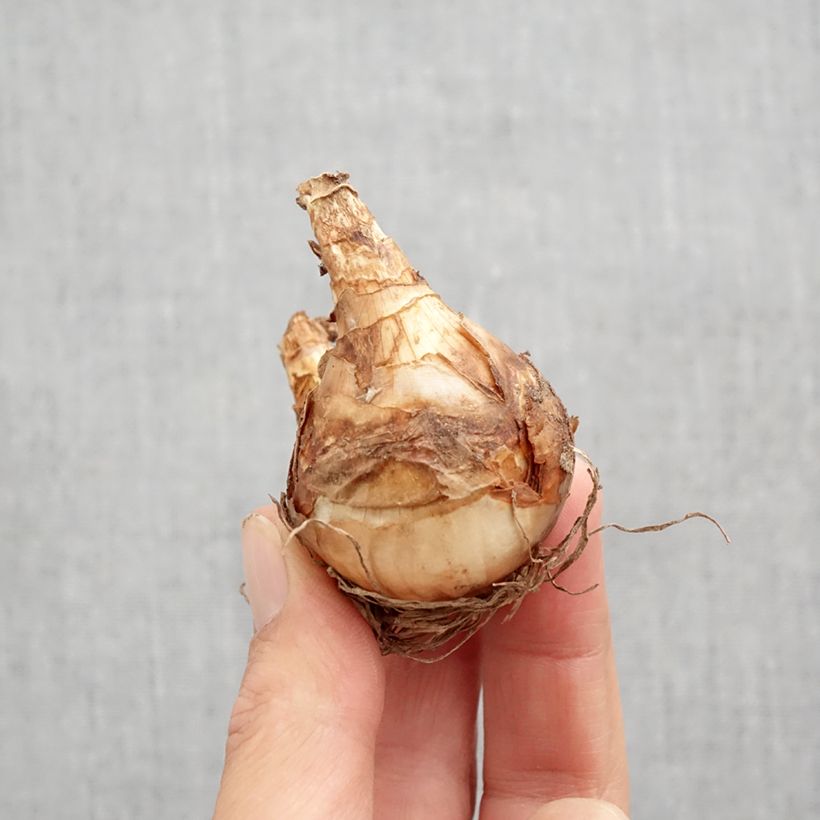 Narcissus Ring of Fire - Daffodil Bulb size 12 sample as delivered in autumn
