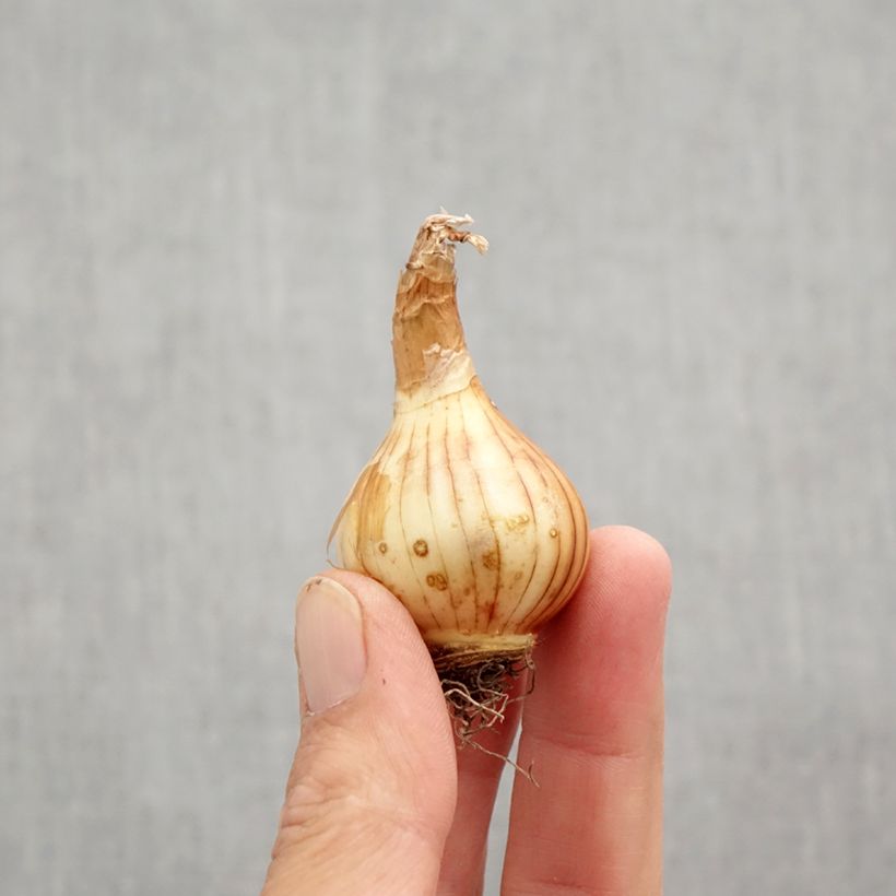 Narcissus pumilus Rip van Winkle Bulb size 10+ sample as delivered in autumn