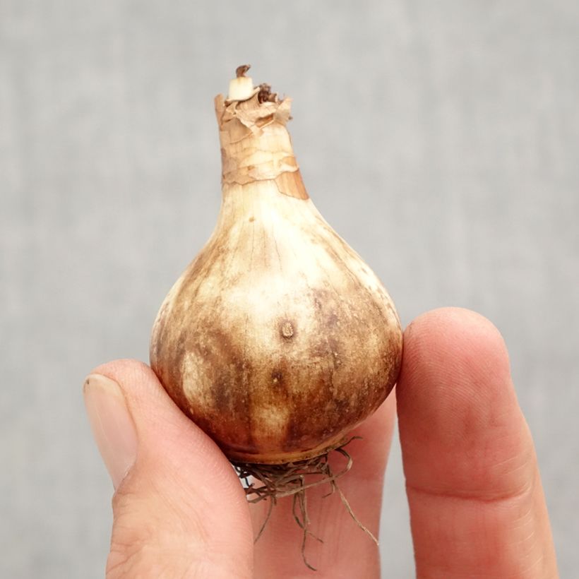 Narcissus Rose of May Bulb size 12+ sample as delivered in autumn