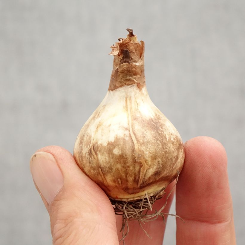 Narcissus Rosy Cloud Bulb size 12+ sample as delivered in autumn