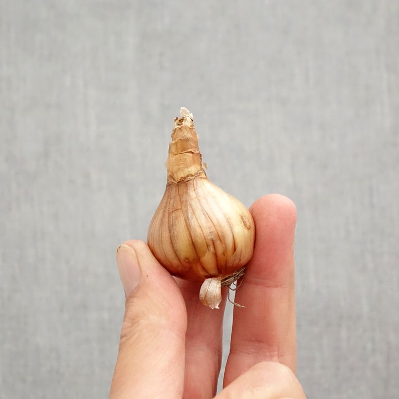 Narcissus Segovia Bulb size 10+ sample as delivered in autumn