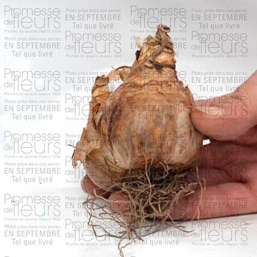 Example of Narcissus Sherborne Bulb size 12+ specimen as delivered