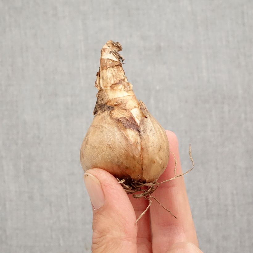 Narcissus Sherborne Bulb size 12+ sample as delivered in autumn