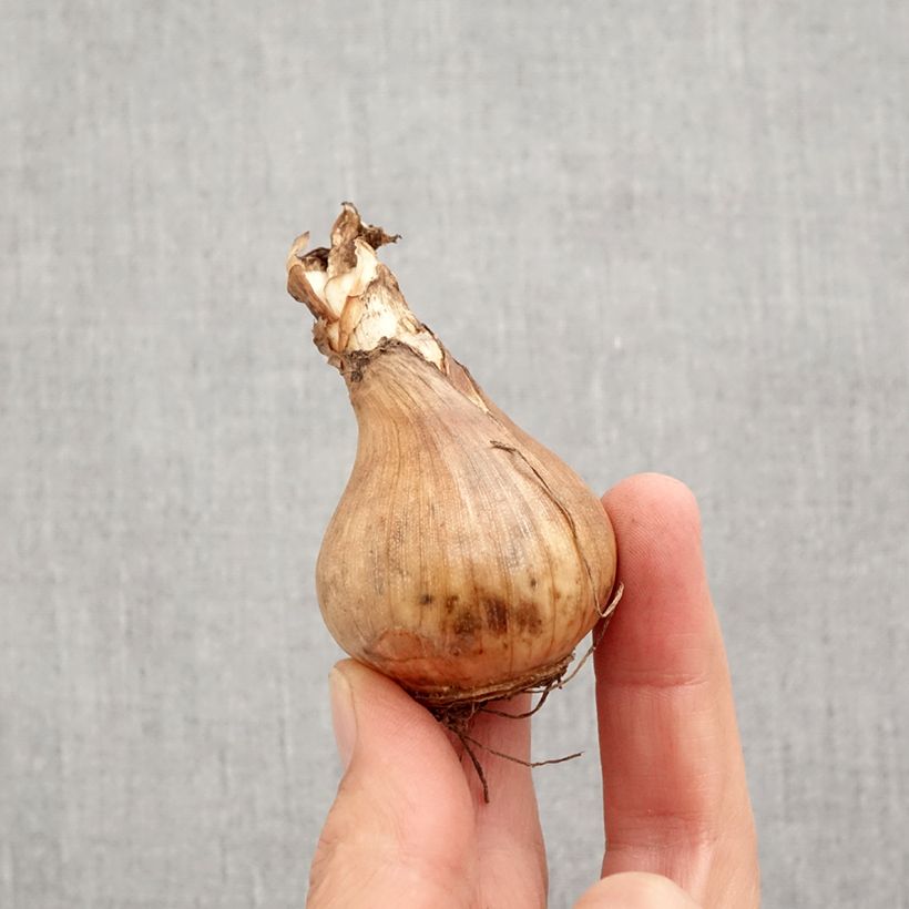 Narcissus Sinopel - Daffodil Bulb size 12+ sample as delivered in autumn