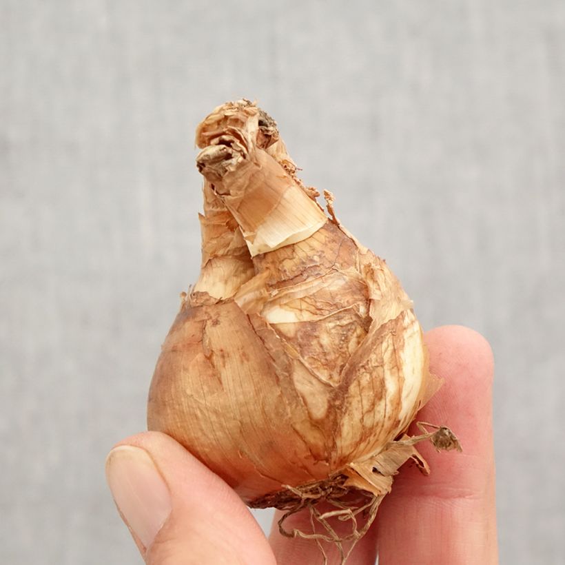 Narcissus cyclamineus Skype Bulb size 14/16 sample as delivered in autumn