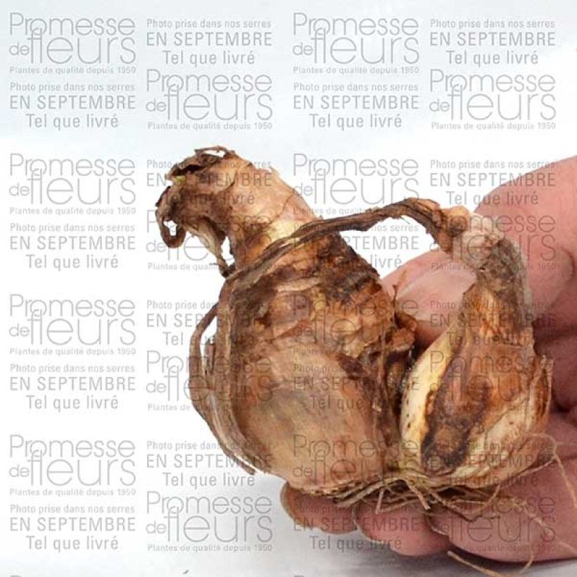 Example of Narcissus Sorbet Bulb size 12+ specimen as delivered