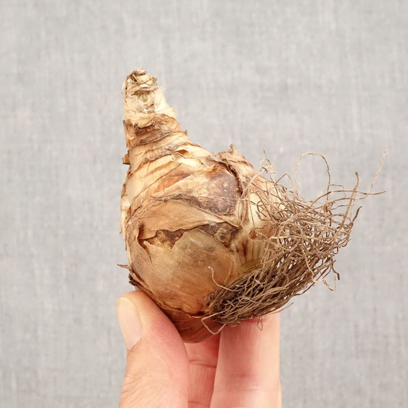 Narcissus Spellbinder - Daffodil Bulb size 14+ sample as delivered in autumn