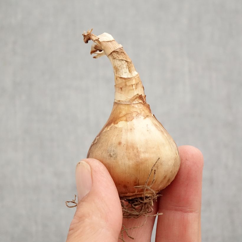 Narcissus Stint Bulb size 12+ sample as delivered in autumn