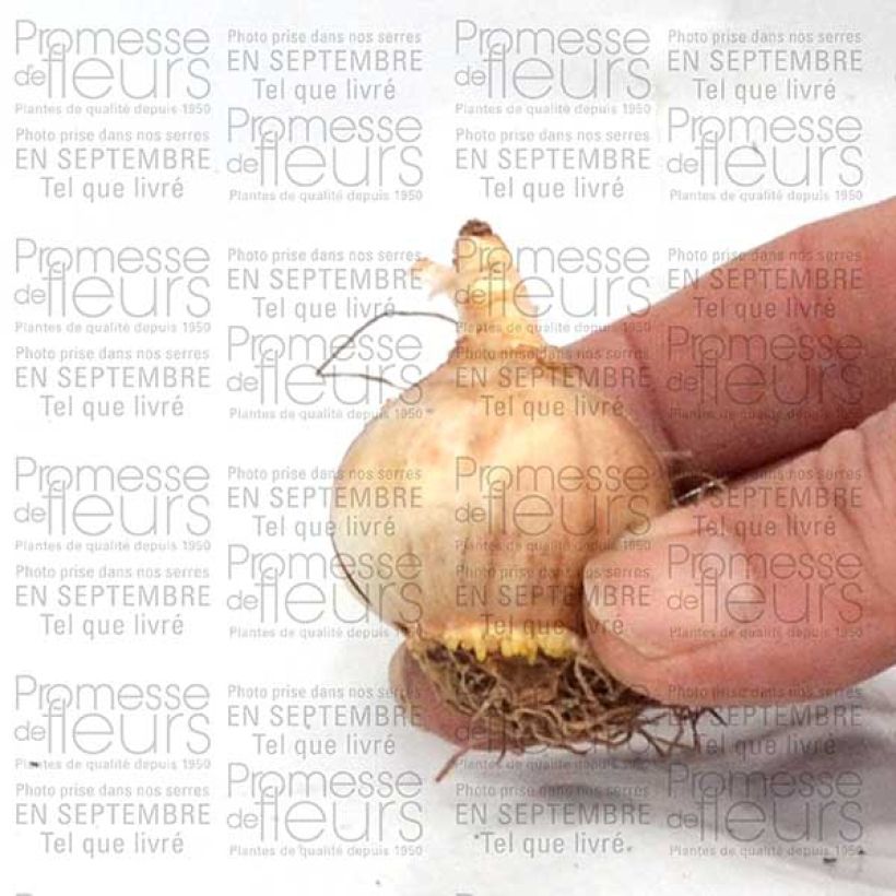 Example of Narcissus Sun Disc Bulb size 10+ specimen as delivered