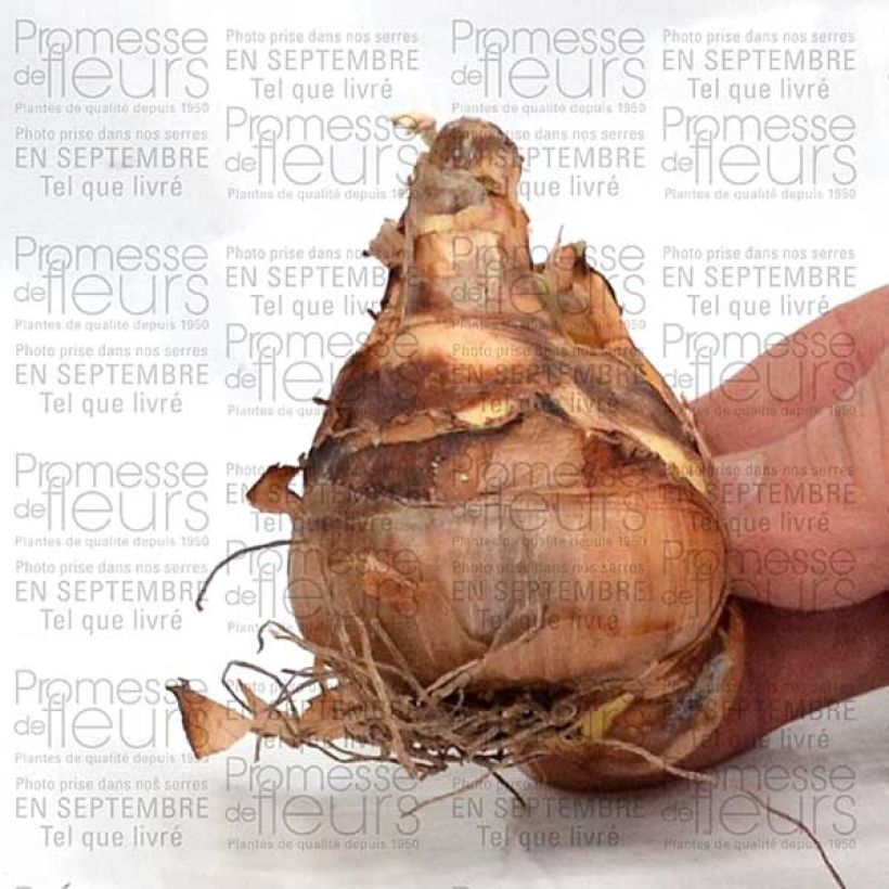 Example of Narcissus jonquilla Suzy Bulb size 12+ specimen as delivered