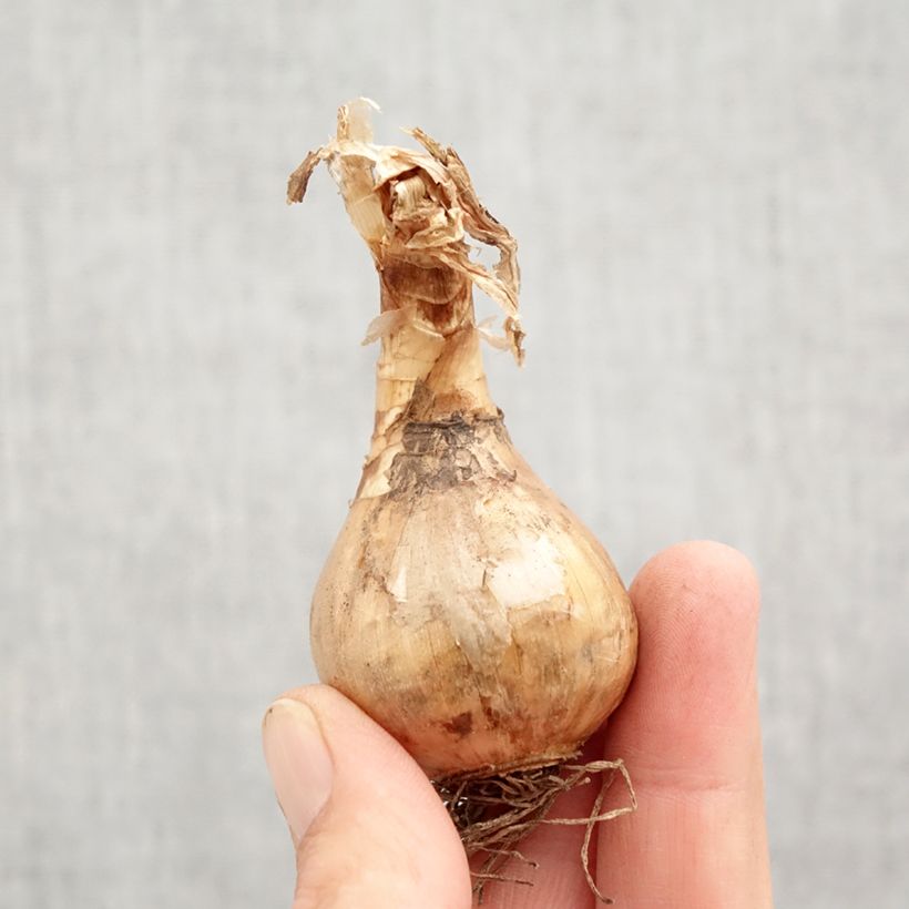 Narcissus jonquilla Suzy Bulb size 12+ sample as delivered in autumn