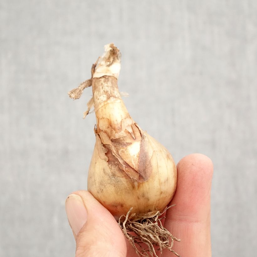 Narcissus  Sweet Desire Bulb size 12+ sample as delivered in autumn